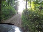 logging road.jpg