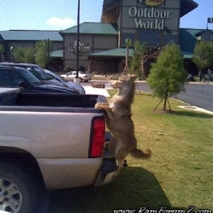coyote